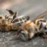 Bee-harming pesticides are to be banned forever - again